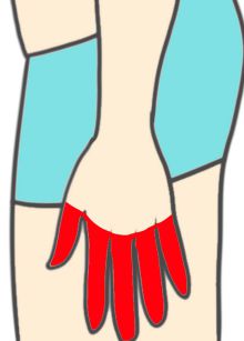 手の指